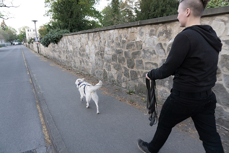 Hundewunder | Hundeschule in Potsdam | Mantrailing Hundewunder | Hundeschule in Potsdam | Mantrailing