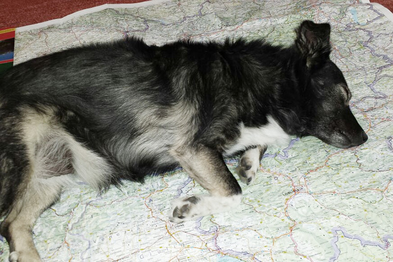 Hundewunder | Hundeschule | Stadttraining | Hund | Potsdam Hundewunder | Stadttraining | Hund | Potsdam