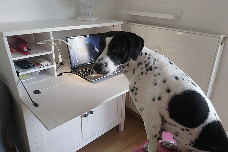 Hundewunder | Online Hundewunder | Skype | Onlineberatung